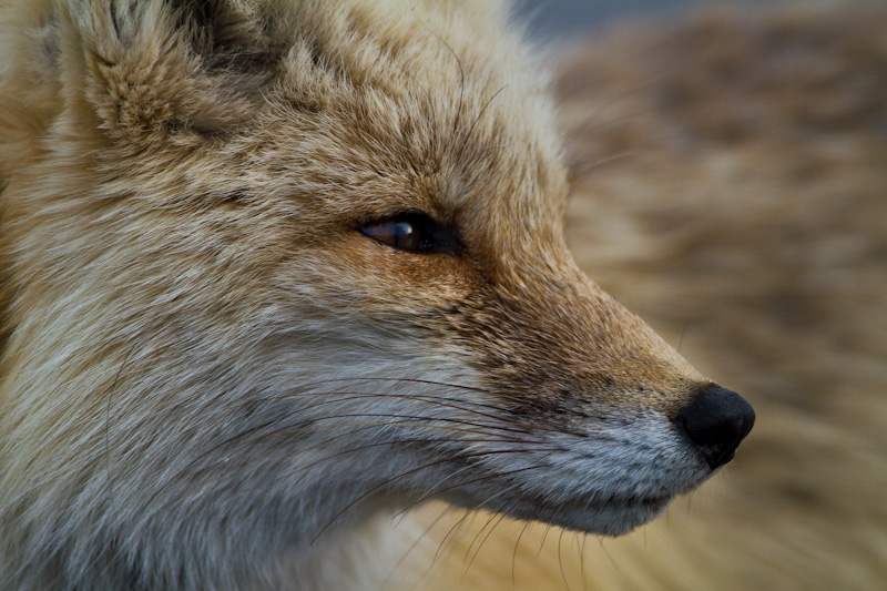 Red Fox